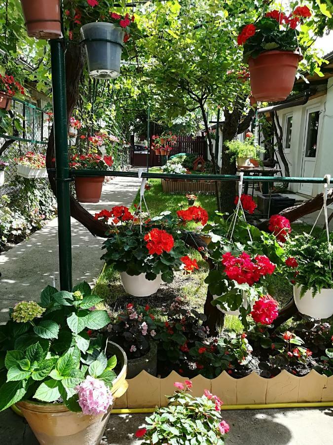 كونستانتا Flower House المظهر الخارجي الصورة